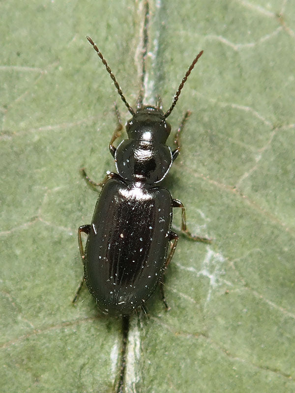 Carabidae: Amblystomus metallescens? ... o Amblystomus niger?